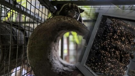 Kedi dışkısından üretiliyor, değeri tam 30 bin TL! - guncel
