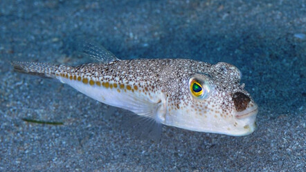 Yiyen 30 dakikada ölüyor! Zehirli balon balığı tehlikesi büyüyor - gundem