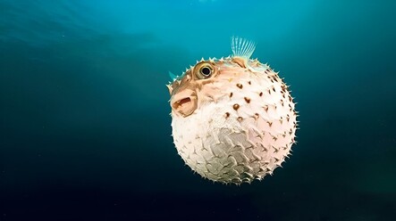 Kızıldeniz'den Ege Denizi'ne gelmişti, Balon balığı rotasını Marmara’ya çevirdi - gundem