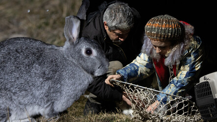 Ankara'da 'tavşan' operasyonu: Gece gündüz demeden günlerce seferber oldular - gundem