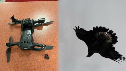 Artvin'de drona kartal saldırdı, o anlar kameralara yansıdı - dunya