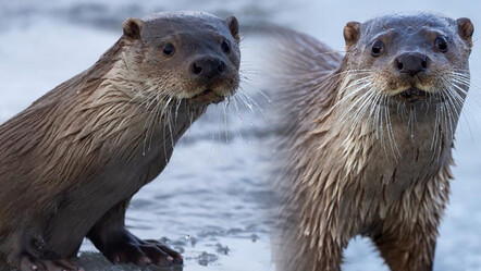Nesli tükenmek üzere olan su samuru Ardahan'da görüntülendi - gundem