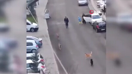 Ankara'da dehşet anları! Başıboş köpekler küçük çocuğa saldırdı - gundem