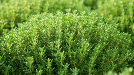 İbn-i Sina'nın 2 bin yıllık sırrı! Limon ve sarımsaktan 30 kat güçlü, öksürüğün bir numaralı düşmanı - saglik
