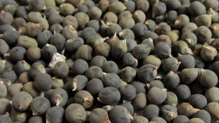 Ne eklem ne diz ağrısı bırakıyor! Günde 10 tane yutmak yetiyor - saglik