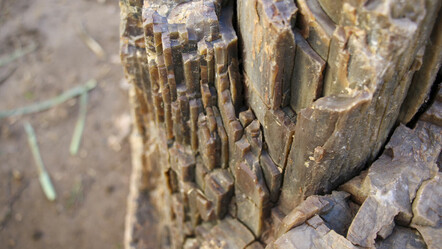 Uşak'ta 10 ila 16 milyon yıllık ağaç fosili bulundu - kultur-sanat