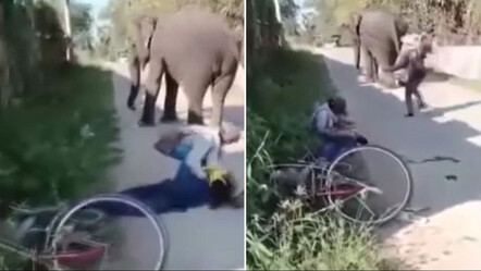 Tayland’da dilendirilen fil, sahibini ezerek öldürdü - dunya