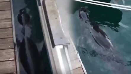 Nesli tükenme tehlikesi altındaydı, Muğla'da ortaya çıktı - gundem