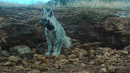 Bakan Yumaklı görüntüleri paylaştı: Çizgili sırtlan kameralara yansıdı - yasam