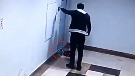 Kediyi işkence ederek öldüren caniye iyi hal indirimi hayvanseverleri ayağa kaldırdı - guncel