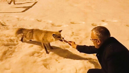Soğuk hava doğayı da vurdu! Aç kalan tilkiye kendi elleriyle besledi, görenler şaştı kaldı - dunya