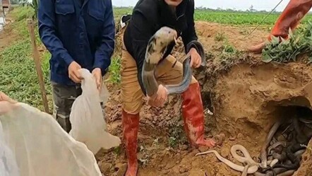 Kürek vurulan yerden fışkırıyorlar! Yüzlercesi aynı delikten çıktı, görenler küçük dilini yuttu - ekonomi