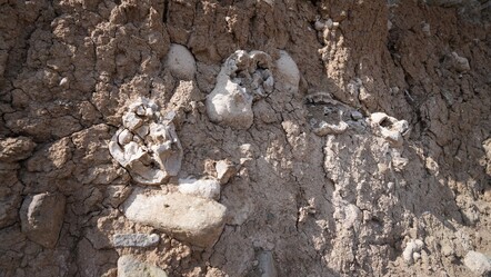 Niğde'deki fosil heyecanına Valilik'ten açıklama: Dinozor değil traverten - kultur-sanat