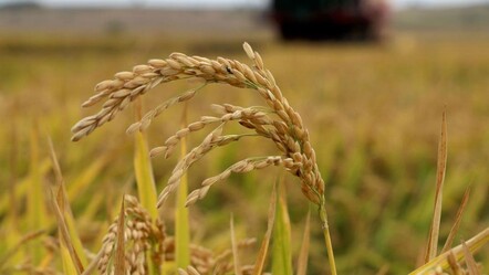 Yapay zeka desteğiyle çeltik tarlalarında yüzde 70'e varan su tasarrufu sağlanacak - ekonomi