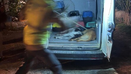Bodrum'da hayvan katliamı: Kedi ve köpekleri zehirlediler - guncel