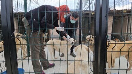 Muhtar da işin içindeymiş! Köpekleri uyuşturup araziye atanlara para cezası - gundem