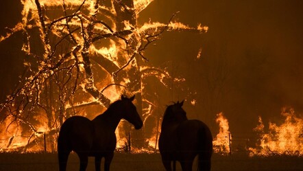 Avustralya'daki orman yangınları 'felaket' seviyesinde! 30 bin kişi için acil tahliye çağrısı - dunya