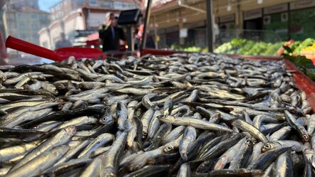 Denizde balık azaldı, hamside sezon sonu göründü - ekonomi