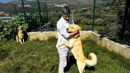 Bodrum'da 4 köpek ve 3 kediyi zehirleyerek katlettiler! - gundem