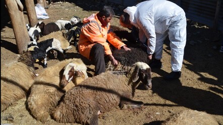 Hayvanları gizemli hastalık vurdu! Köylü çaresiz... - gundem