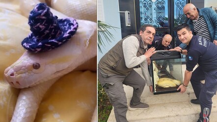 Antalya'da piton alarmı! 1,5 metrelik yılan bu kez apartman dairesinden çıktı - yasam