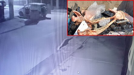 Çöpte at eti bulundu! Anbean kameraya yansıdı - gundem
