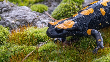 Adana'da nesli tehdit altındaki