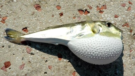 Resmi Gazete’de yayımlandı! Balon balığı desteği artırıldı - gundem