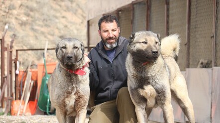 Sokak köpekleri kurt gibi olmaya başladı! Çözüm kısırlaştırmada - gundem