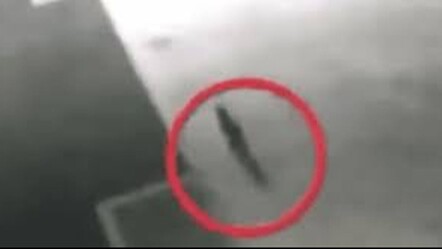 Japonya kimyevi fıçıya düşen kedinin peşinde! 'Görürseniz dokunmayın' uyarısı - dunya