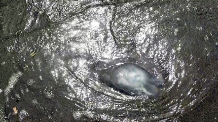 Akdeniz kıyılarındaki büyük tehlike! 70 santim boyunda, ağırlığı ise 6 kilo... Dokunanı yakıyor - gundem