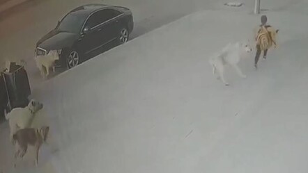Sokak köpekleri dehşet saçtı! Küçük çocuğu vatandaşlar kurtardı - gundem