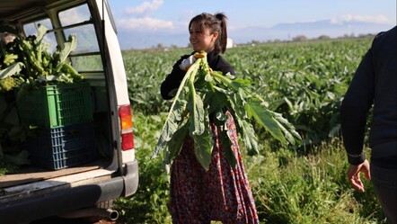 Yeşil elmasta hasat zamanı! Tarlada 20, pazarda 50, lokantalarda 400 TL - dunya