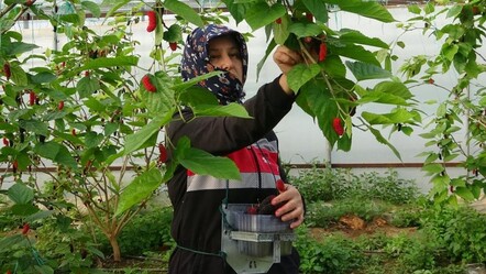 Üreticinin yüzü gülüyor! Kilosu tarlada 80 TL - gundem