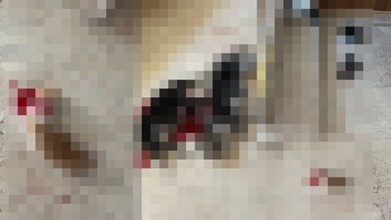 Bursa'da kan donduran olay: 6 yavru kedi başı kesilerek öldürüldü - gundem