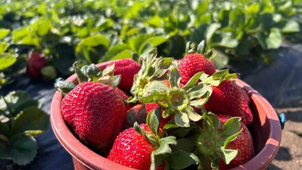 Deprem bölgesinde hasadı başladı! Tarlada kilosu 100 TL - gundem