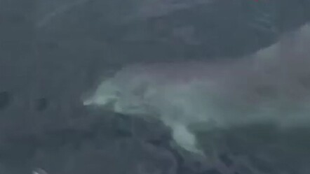 Beylikdüzü’nde yunus balığı, tekneye eşlik etti! O anlar kameraya yansıdı - gundem