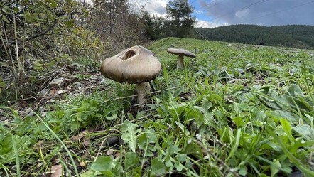 Çorum'da mantardan zehirlenen kişi hayatını kaybetti - saglik