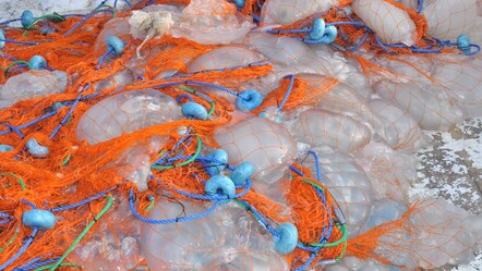 Akdeniz'de ürküten görüntü! Balıkçılar ağlarına takılanları görünce dehşete düştü - gundem