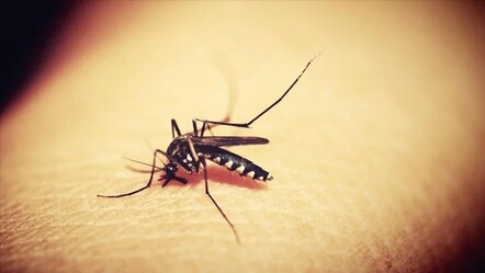 Porto Riko'da dang humması vakalarında artış: Acil durum ilan edildi - gundem