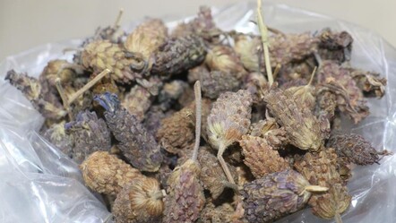 Tiryakiliğe son! Bu otla sigara bağımlılığından kurtulmam mümkün - ekonomi