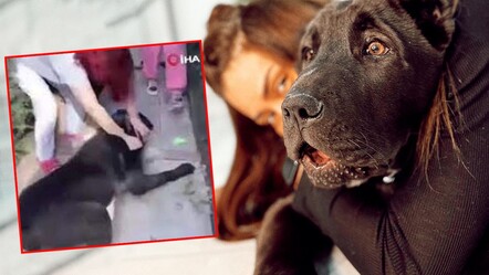 Banu Parlak’ın köpeği yavru köpeği öldürmüştü! Yeni detaylar ortaya çıktı: Tehdit edip saldırmışlar - magazin