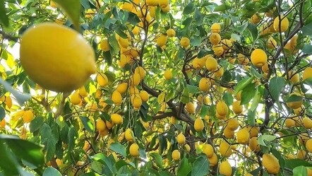 Üreticiyle market arasında makas uçtu! Fiyat farkında lider limon - gundem