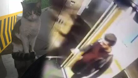 Vahşice katledilen kedi Eros davasında yeni gelişme: Savcılık 'ceza az' diyerek itiraz etti - ekonomi