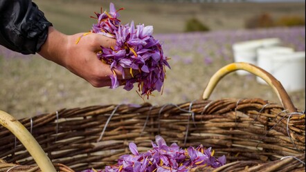 Dünyanın en pahalı baharatı! 1 kilogram elde etmek için 510 bin lif gerekiyor - yasam