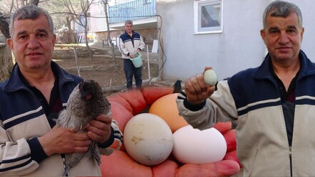 Tavukları Şili'den getirdi, yumurtanın rengi yeşil! Tanesini 20 liradan satıyor - gundem