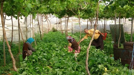 Üstte üzüm, altta fasulye: Çifte kazançta ilk hasat başladı - dunya