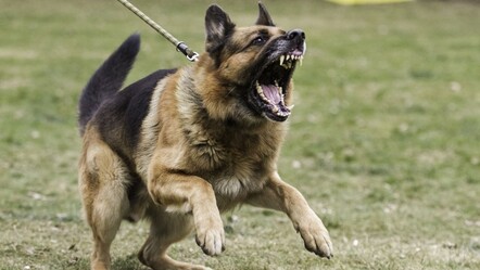 Sahipsiz sokak köpeğinin saldırdığı çocuğa 30 dikiş atıldı - gundem