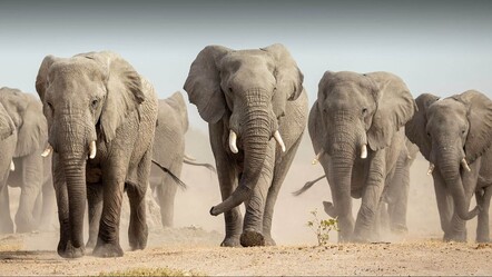 Almanya'yı 'şakamız yok' diyerek tehdit ettiler: 20 bin fil göndeririz - dunya