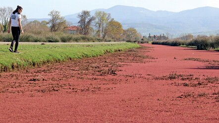 Kızılırmak Deltası’nda su yüzeylerini kızıl eğrelti otu kapladı - haberler